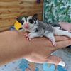 Baby Sugar Glider Joeys ready to go now