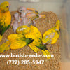 Baby Queen of Bavaria (Golden) Conures hatching soon at $3,500 each