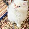 Pure persian white cat