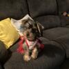 Female Yorkie pup looking for a forever home