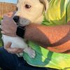 Great Pyrenees/Terrier puppies in Lewisburg, OH