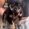 German Rottweiler male puppy