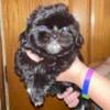 5 male Shih Tzu puppies 