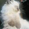 Himalayan kittens boy and girl available