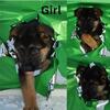AKC Registered German Shepherd Puppies