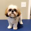 AKC Shih Tzu Stud only