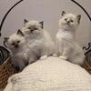 Purebred Ragdoll Kittens