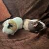 Female Guinea pigs