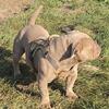 Male stud looking to rehome