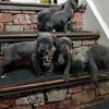 SOLD OUT/GONE-Blue Nose female American Pitbull Terrier Puppies $799 each Norfolk, VA