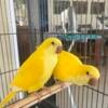 Rare dark eye yellow Quaker parrot for sale in Orlando, Florida.