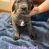 Cane Corso Pup ready to go!