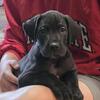 AKC Great Dane Black Male 🧡