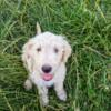 Male border doodle puppy available 5/27