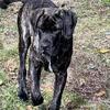 Perro De Guerra Mastiff 