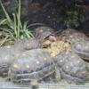 red foot tortoises, colombians, bolivian and cherry heads