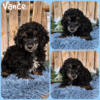 Beautiful Toy poodle puppy