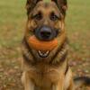 AKC Registered German Shepherd Puppies — 3 Available!