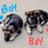 German shepherd puppies