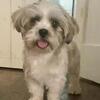 Male shorkie