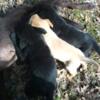 Older black lab pups 