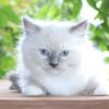 Binx Ragdoll Kitten Kittens Male Blue Lilac Point Pointed Bicolor White Mitted For Sale Purebred Tica Family Raised