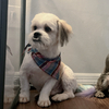 Male Shih Tzu