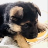 Purebred German Shepherd puppies for sale