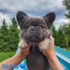French Bulldog Puppies ready now!