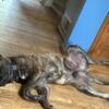 10 month old English mastiff for rehome