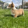 3 month female corgi