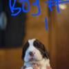 7 akc english springer spaniel puppies