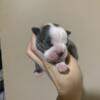 Male blue and white Boston terrier (updated pics)