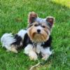 Biewer terrier male yorkie 7 months old,