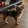 10 week old Female Yorkshire Terrier