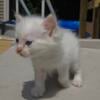 White Flame point male Ragdoll kitten