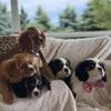 Cavalier King Charles Spaniel puppies ready for their forever homes.