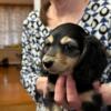 Black and cream mini dachshund female 