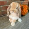 VM Holland Lop Orange Buck