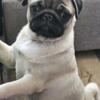 Daisy CH Grand Sired - Bright Fawn Pug Puppy 1 Girl Left! - EXCLELLENT WITH KIDS!!!