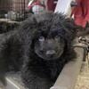 Chow golden doodle mix puppies