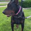 Beautiful Akc female European Dobermans