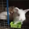 German/Giant Angora Rabbits