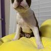 Boston Terrier puppy