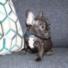 French bulldog Male puppy, Ready to go!