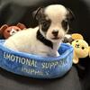Tiny Chihuahua Puppy Male