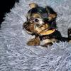 Yorkie’s.   3 males