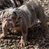 Boy English Bulldog need gone asap