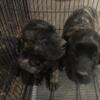 English mastiff brindle female