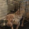 Male sharpei 